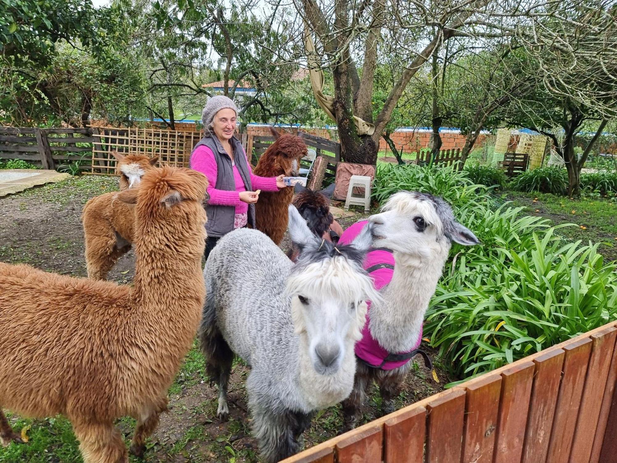 Monte Frio Alpacas Villa Nariz Eksteriør billede